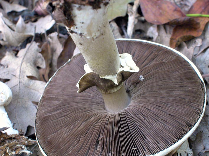 Agaricus sylvicola